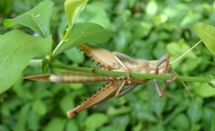 DSC01190a